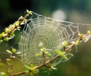 spider web