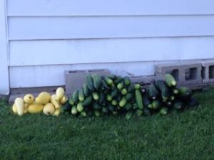 Squash, Zucchini and Cucumber. The church has harvested over 1 ton for the last 3 years