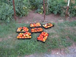 Tomatoes2012