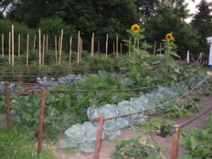 Irrigation lines that deliver water on solar power